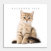 Kattenkalender | wandkalender 12 maanden 2026 - weekplanner voor cadeau